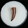 Curved Raptor Tooth From Morocco - #6901-1